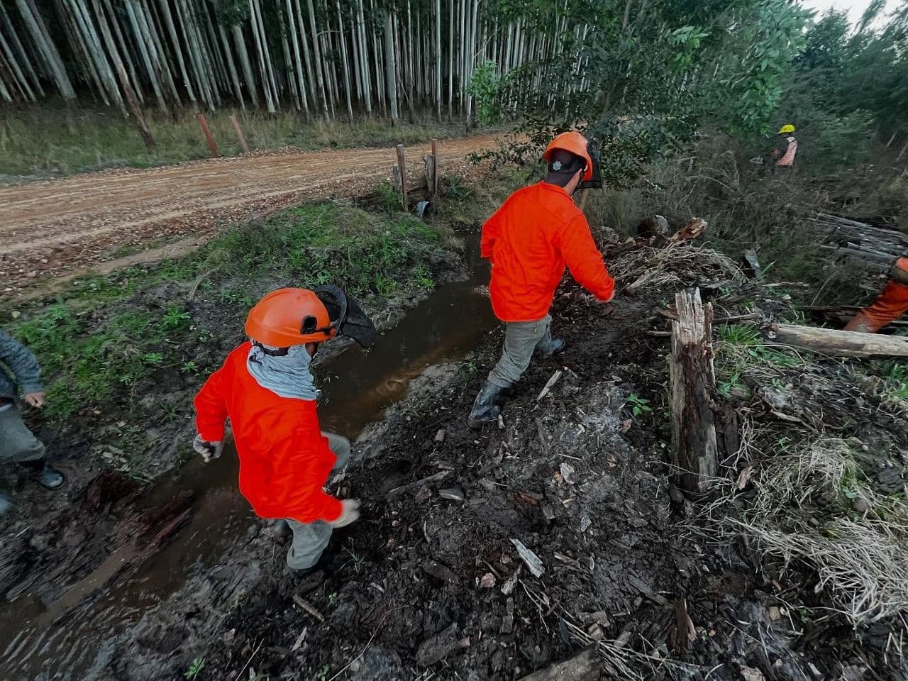 Dos trabajadores forestales con casco y ropa naranja cruzan una zanja con barro junto a un camino de tierra