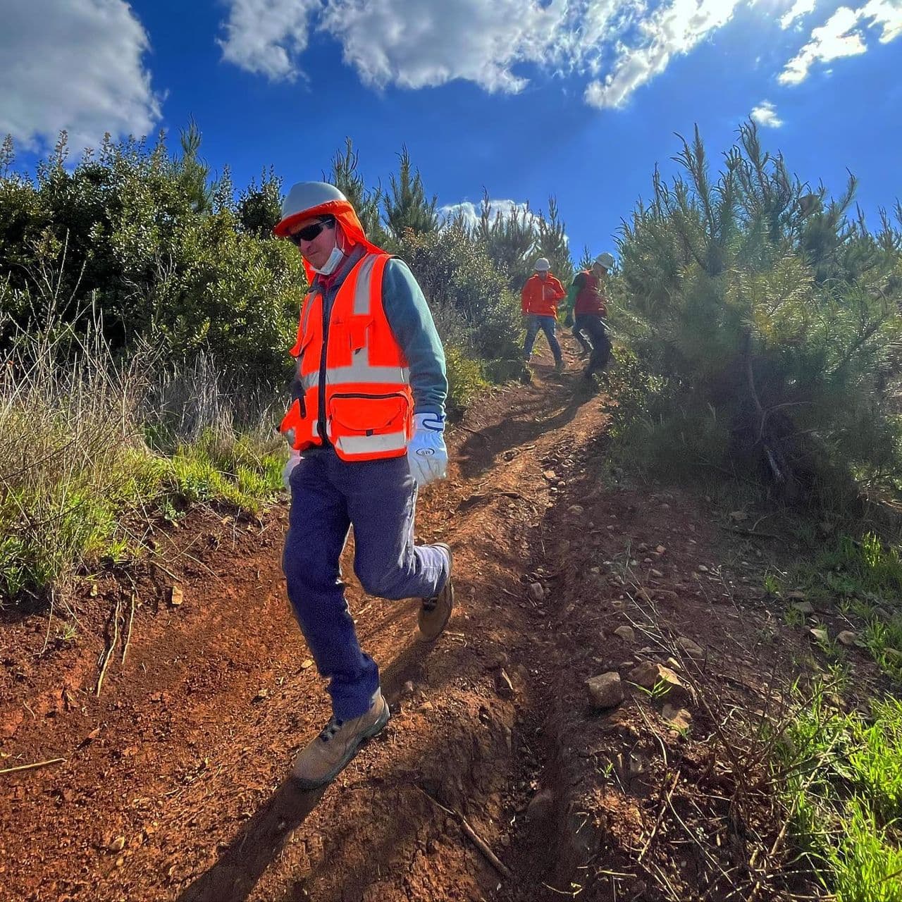 Trabajador con casco, chaleco reflectante y guantes baja por un sendero de tierra entre pinos jóvenes